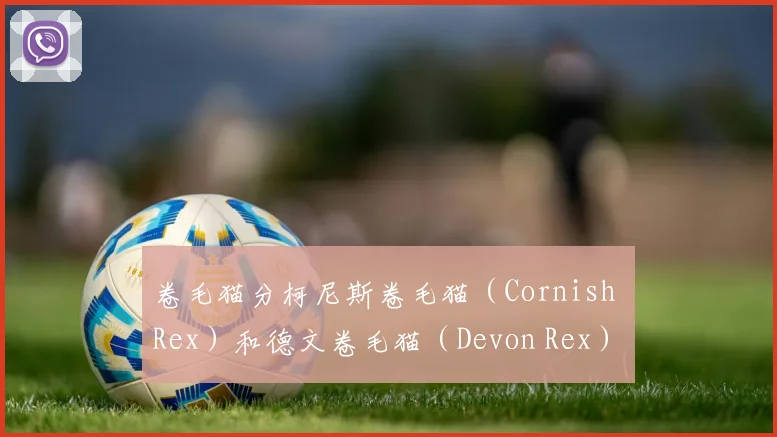 卷毛猫分柯尼斯卷毛猫（Cornish Rex）和德文卷毛猫（Devon Rex）以及塞尔凯克卷毛猫（Selkirk Rex）和拉波猫（La Perm）和西伯利亚卷毛猫五种